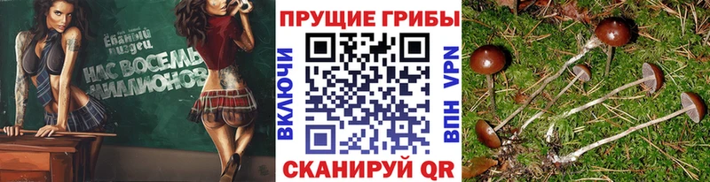 Галлюциногенные грибы Cubensis Екатеринбург