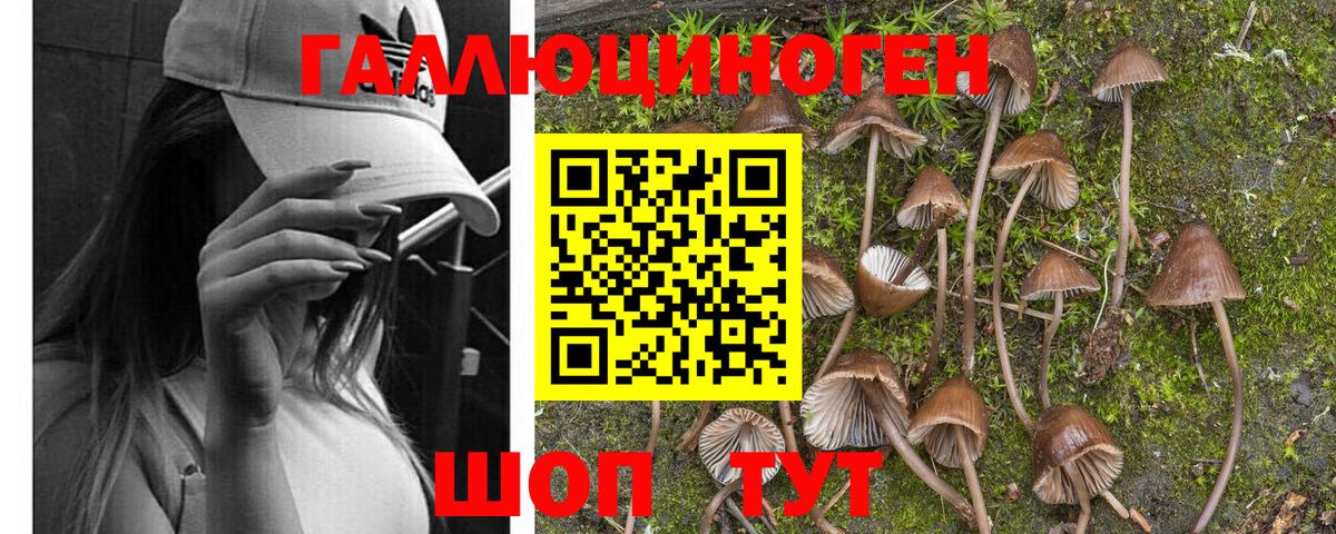 Галлюциногенные грибы Psilocybine cubensis Екатеринбург